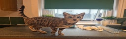 Bengal cats for sale: 4 year old silver Bengal female  - Advert 1
