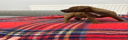 Patterdale Terrier dogs for sale: Patterdale terrier pups  - Advert 8