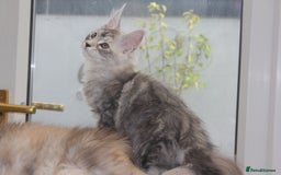 Maine Coon cats for sale: TICA PEDIGREE MAINE COON KITTENS  - Image 9
