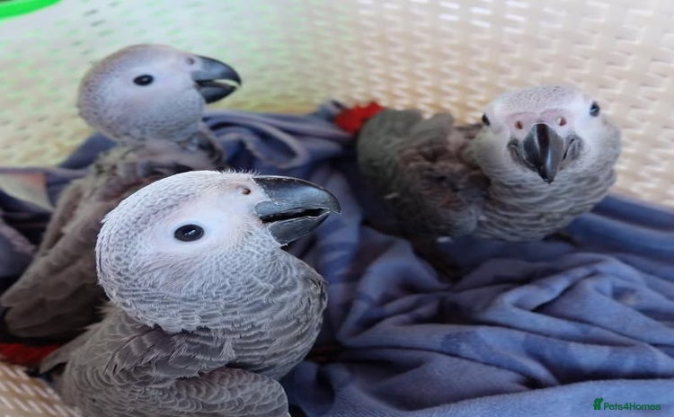 Macaws birds - Advert 16
