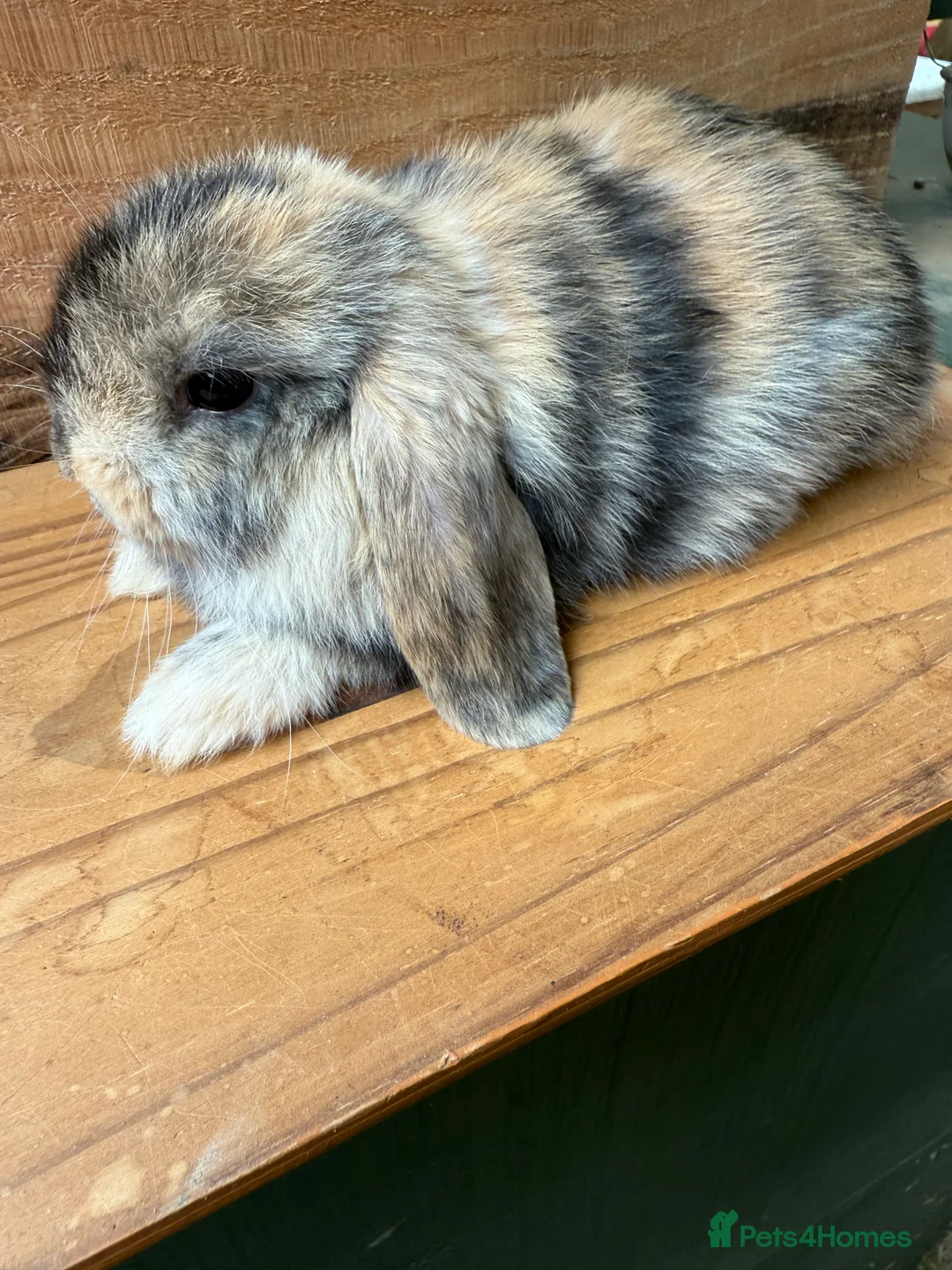 Mini Lop rabbits for sale: BEAUTIFUL MINI LOP BUNNIES - PEDIGREE  - Advert 27