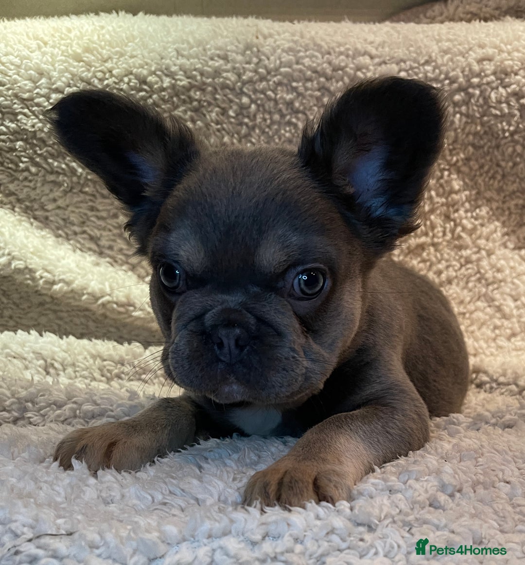 French Bulldog dogs for sale: Beautiful Fluffy Frenchie Pups - Advert 16