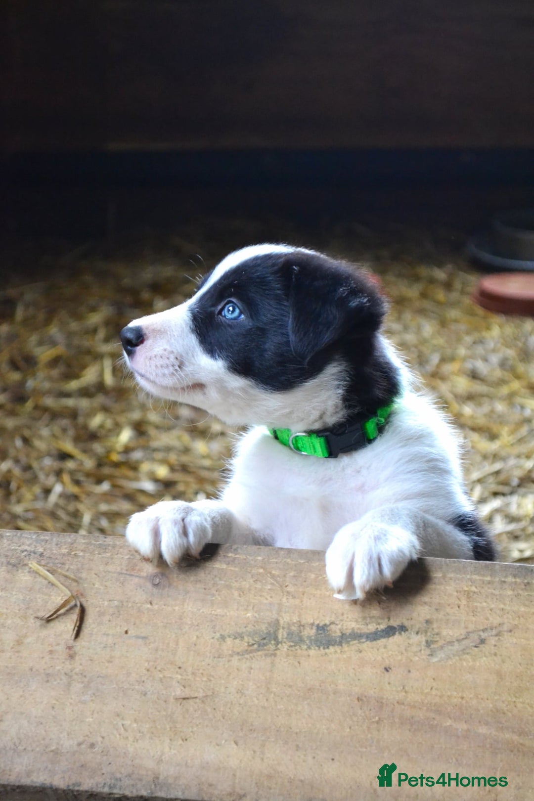 Border Collie dogs for sale: collie pups for working homes - Advert 8