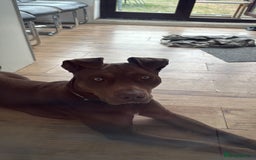 Mixed Breed dogs for sale: Mixed breed labrador/staffy 1 years - Image 1