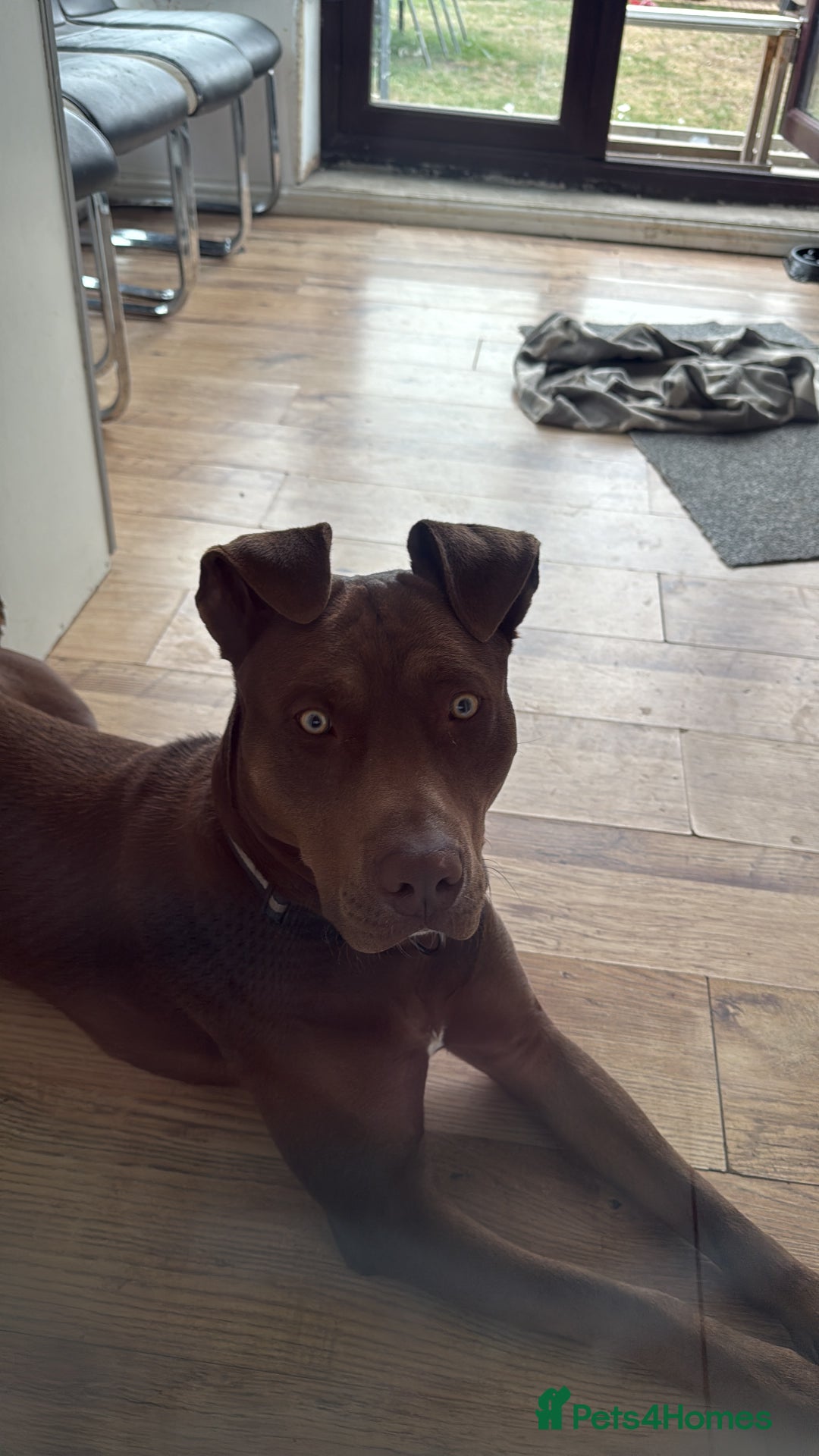 Mixed Breed dogs for sale: Mixed breed labrador/staffy 1 years - Image 1