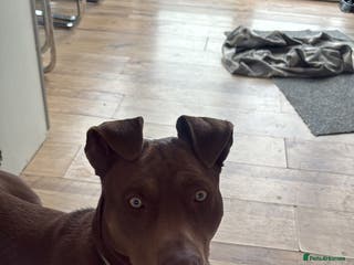 Mixed Breed dogs Mixed breed labrador/staffy 1 years - Advert 1