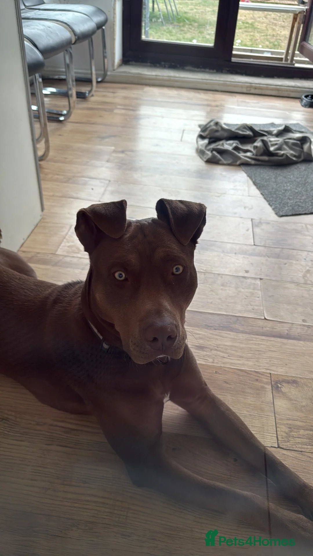 Mixed Breed dogs for sale: Mixed breed labrador/staffy 1 year  - Advert 2