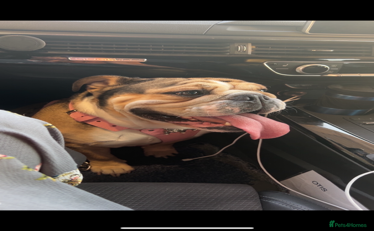 English Bulldog dogs - Advert 1