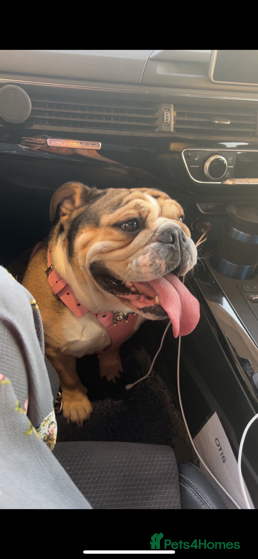 English Bulldog dogs for sale: English Bulldog KC registered Female for rehome - Image 1