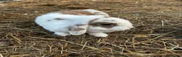 Mini Lop rabbits for sale: Mini lop white and brown doe  - Advert 3