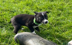Border Collie dogs for sale: 4 border collie males looking for forever homes  - Image 15
