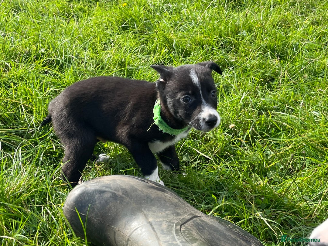 Border Collie dogs for sale: 4 border collie males looking for forever homes  - Image 15