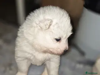 Samoyed dogs Samoyed puppies - Advert 8