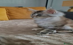 Maine Coon cats for sale: Last  full Maine coone girl . - Image 2