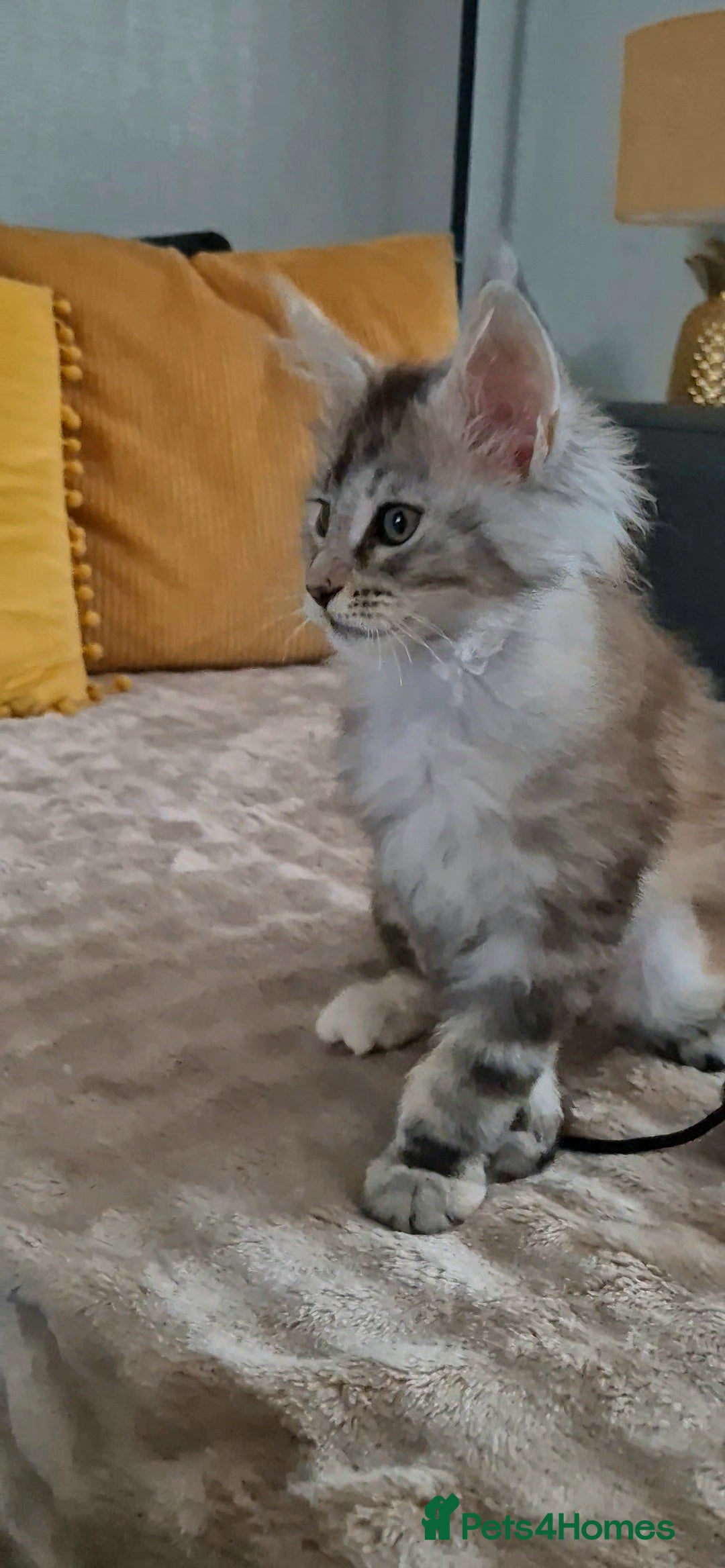Maine Coon cats for sale: Last  full Maine coone girl . - Image 2