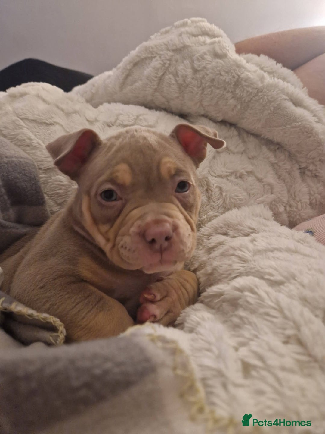 American Bully dogs for sale: ABKC best bloodline Ready to go Pocket Bully  - Advert 8