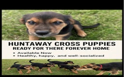 Huntaway dogs for sale: Lovely huntaway cross puppies available  - Image 1