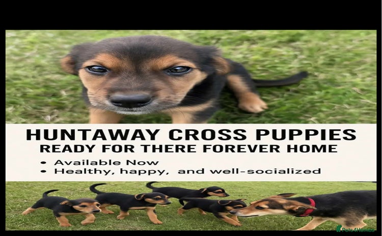 Huntaway dogs - Advert 2