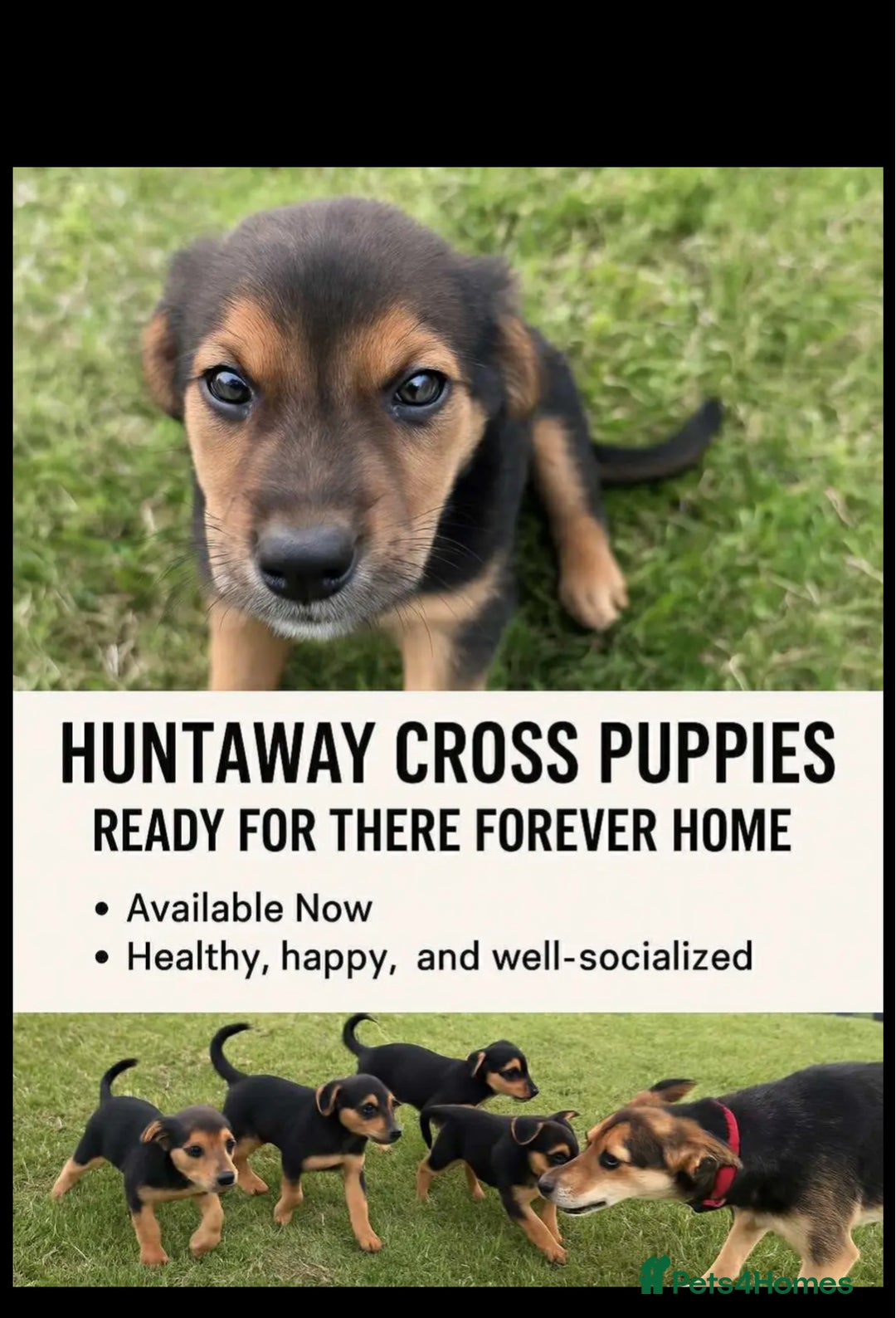 Huntaway dogs for sale: Lovely huntaway cross puppies available  - Image 1