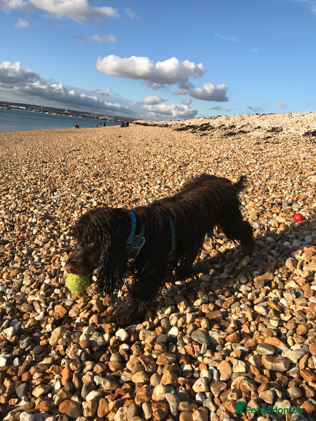 Sprocker dogs for stud: PROVEN SPROCKER SPANIEL - Advert 9