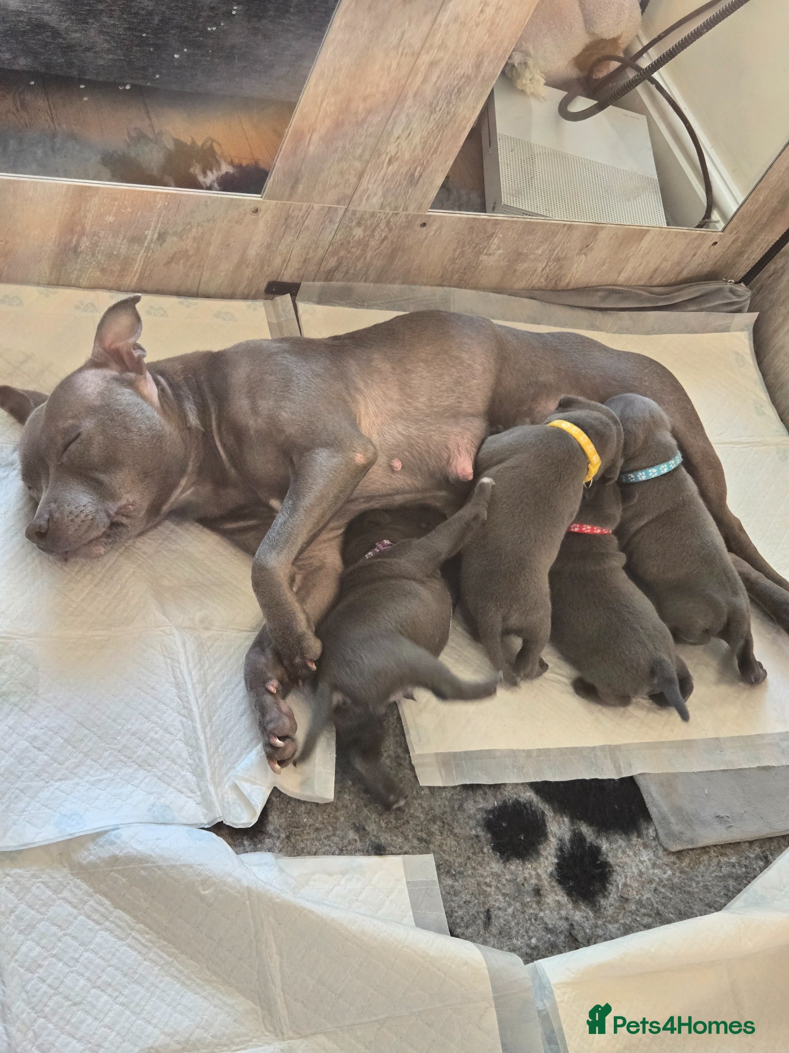 Staffordshire Bull Terrier dogs Pure Blue Staffordshire Bull Terrier Puppy  - Advert 1