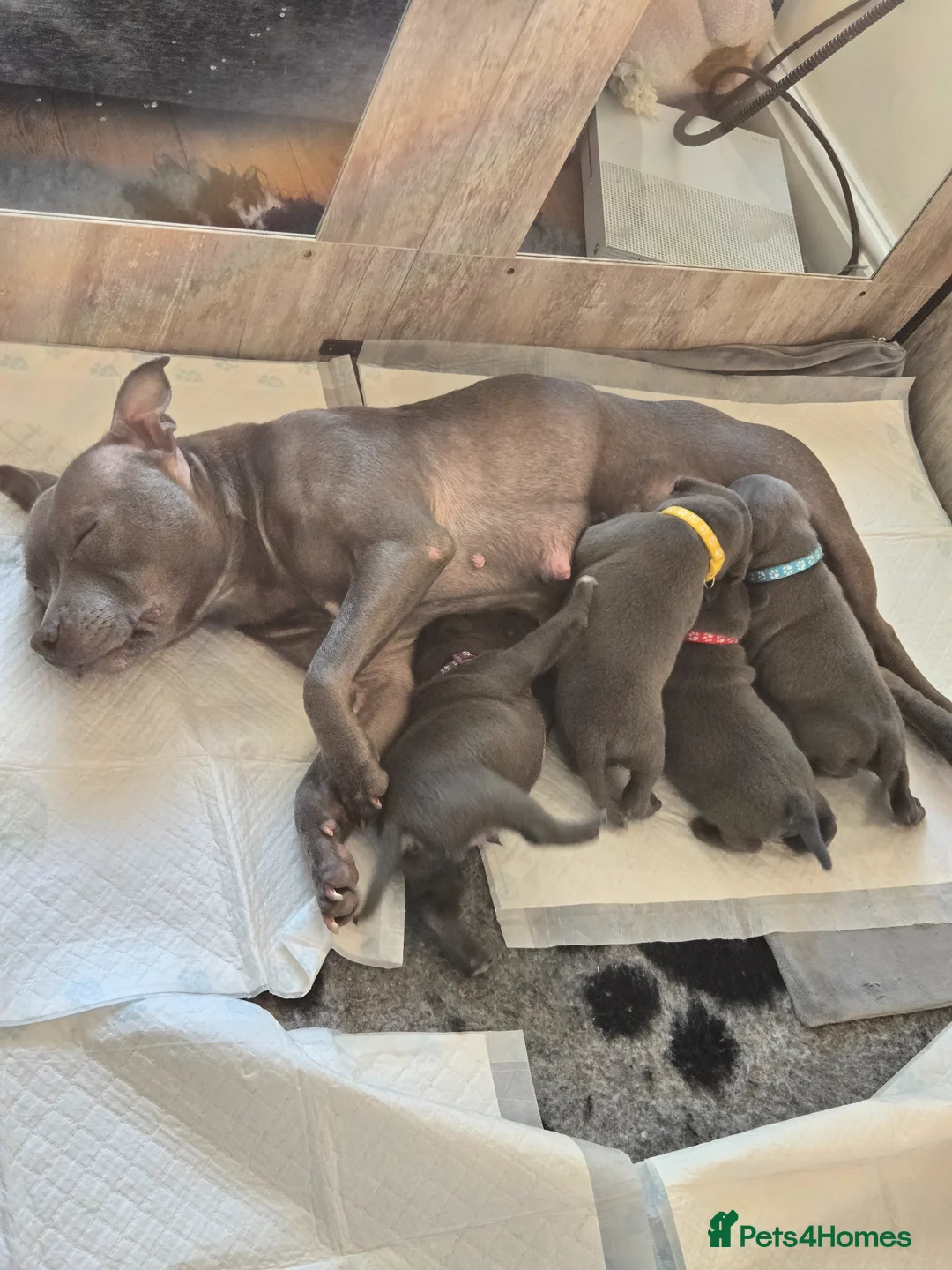 Staffordshire Bull Terrier dogs for sale: Pure Blue Staffordshire Bull Terrier Puppy  - Advert 2
