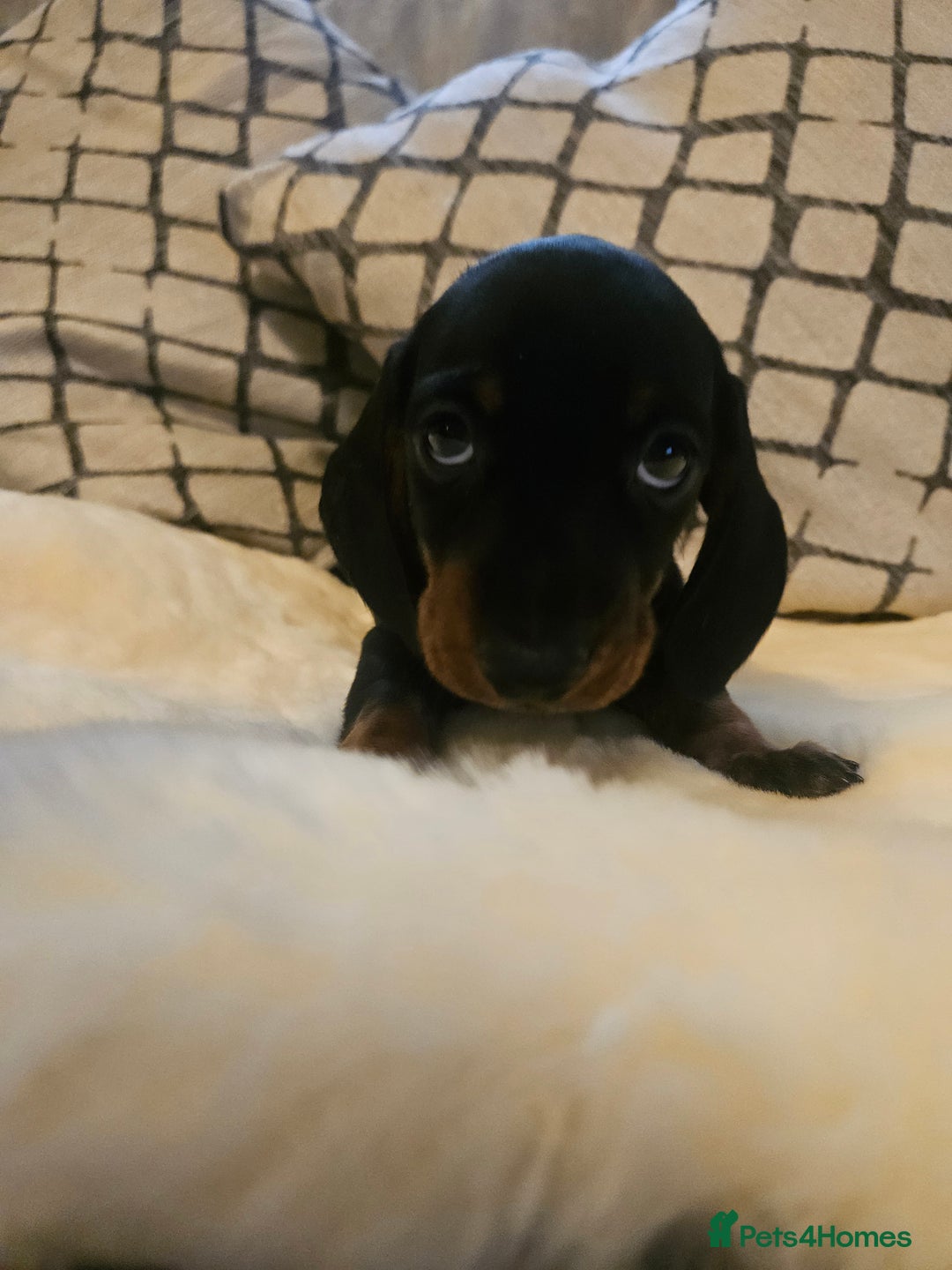 Miniature Dachshund dogs for sale: Exceptional pedigree miniature Dachshunds  - Image 11