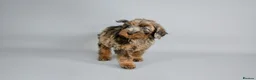 Cavapoo dogs for sale: Cavapoo puppies for sale  - Advert 27
