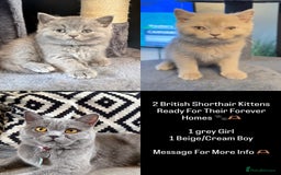 British Shorthair cats for sale: 2 beautiful british shorthair kittens.  - Image 1