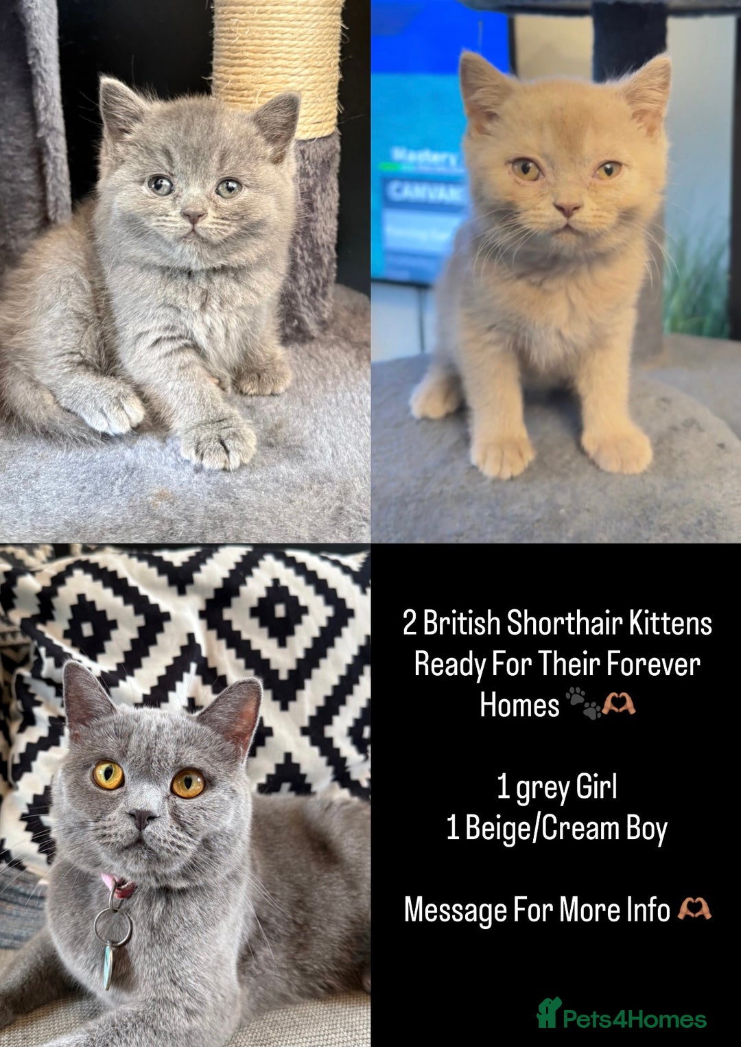 British Shorthair cats for sale: 2 beautiful british shorthair kittens.  - Image 1