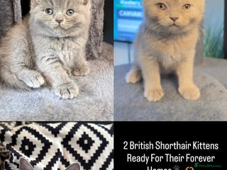 British Shorthair cats - Advert 16