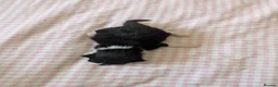Mixed Breed cats for sale: Five Beautiful kittens  in Billingham - Advert 11