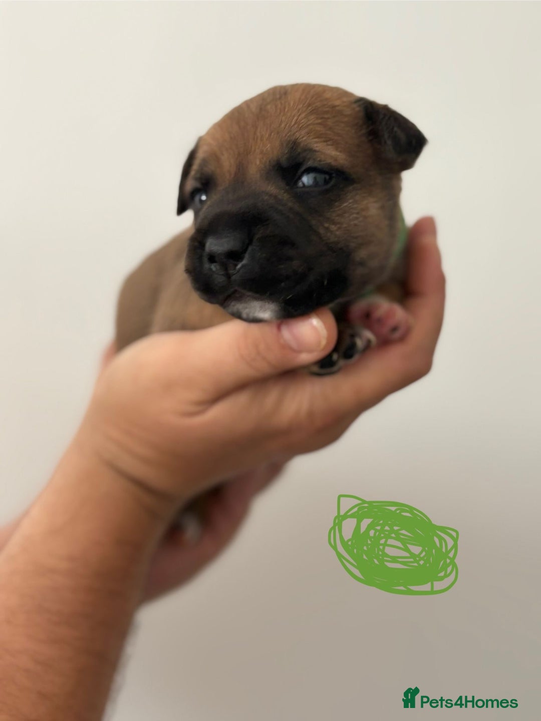 Staffordshire Bull Terrier dogs for sale: KC Staffordshire bull terriers 🧡🧡🏆🩸 REDS  - Image 27