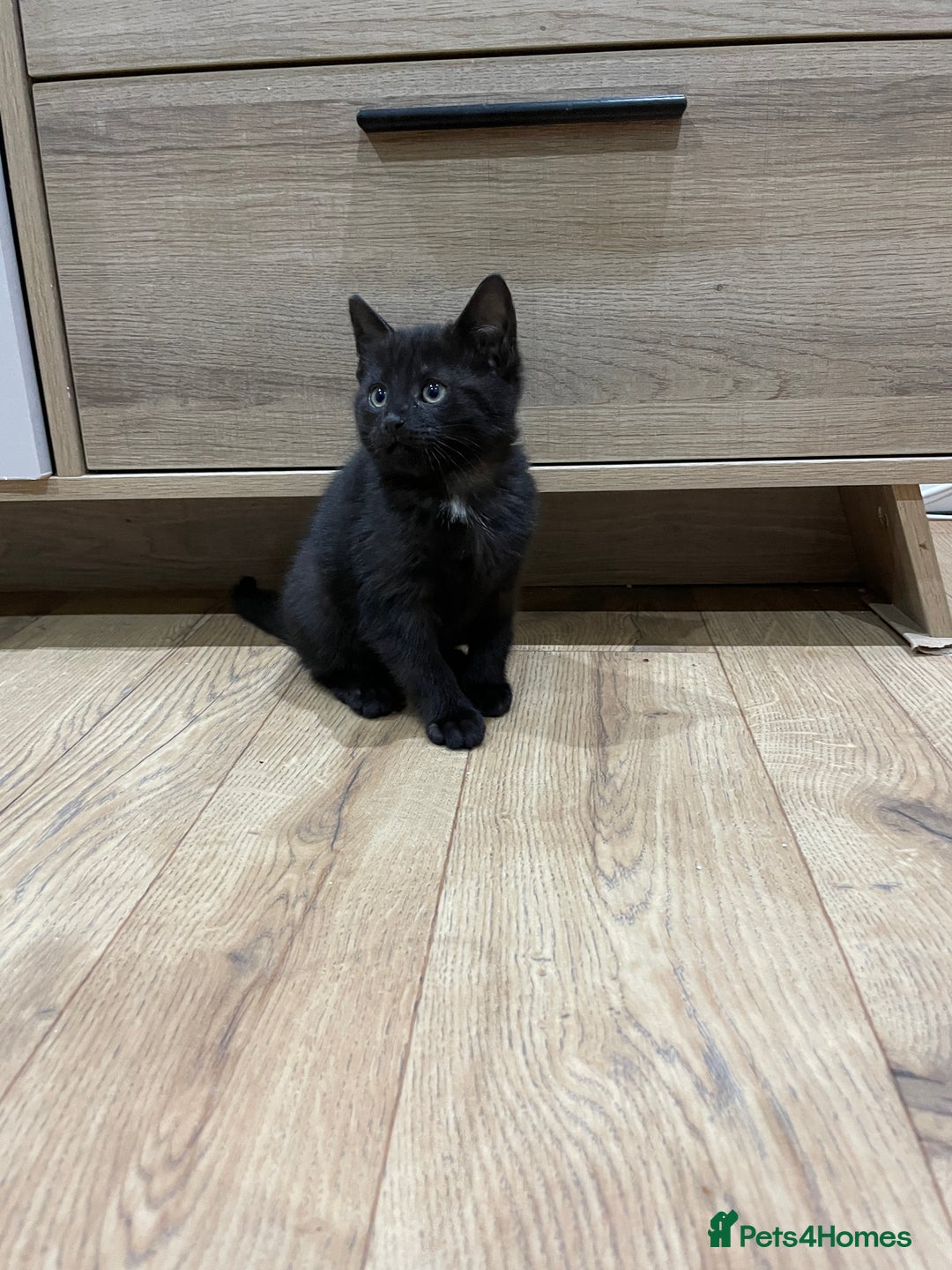 Mixed Breed cats for sale: 2 beautiful little girls - Advert 7