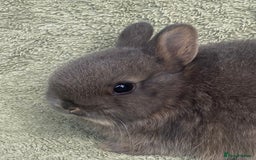 Netherland Dwarf rabbits for sale: 4 x Netherland Dwarf rabbits for sale - Advert 3