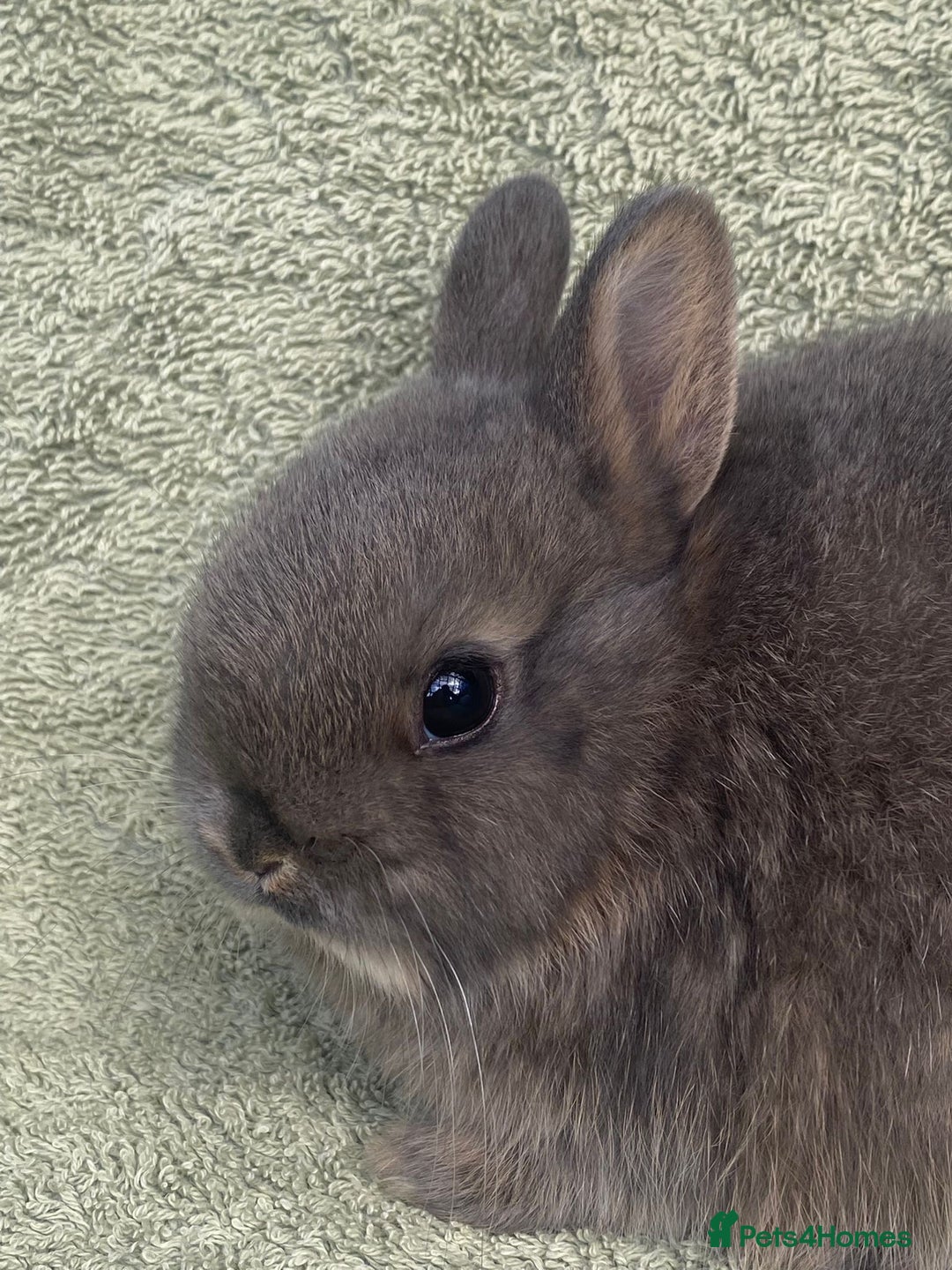 Netherland Dwarf rabbits for sale: 4 x Netherland Dwarf rabbits for sale - Advert 3