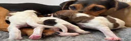 Jack Russell dogs for sale: Delightful Miniature Jack Russell Pups - Advert 8