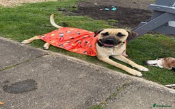 Mixed Breed dogs for sale: Rehoming in Lincoln - Image 11