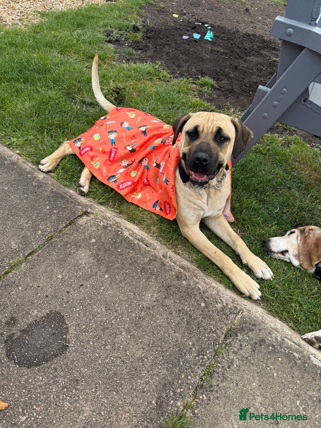 Mixed Breed dogs for sale: Rehoming in Lincoln - Image 11