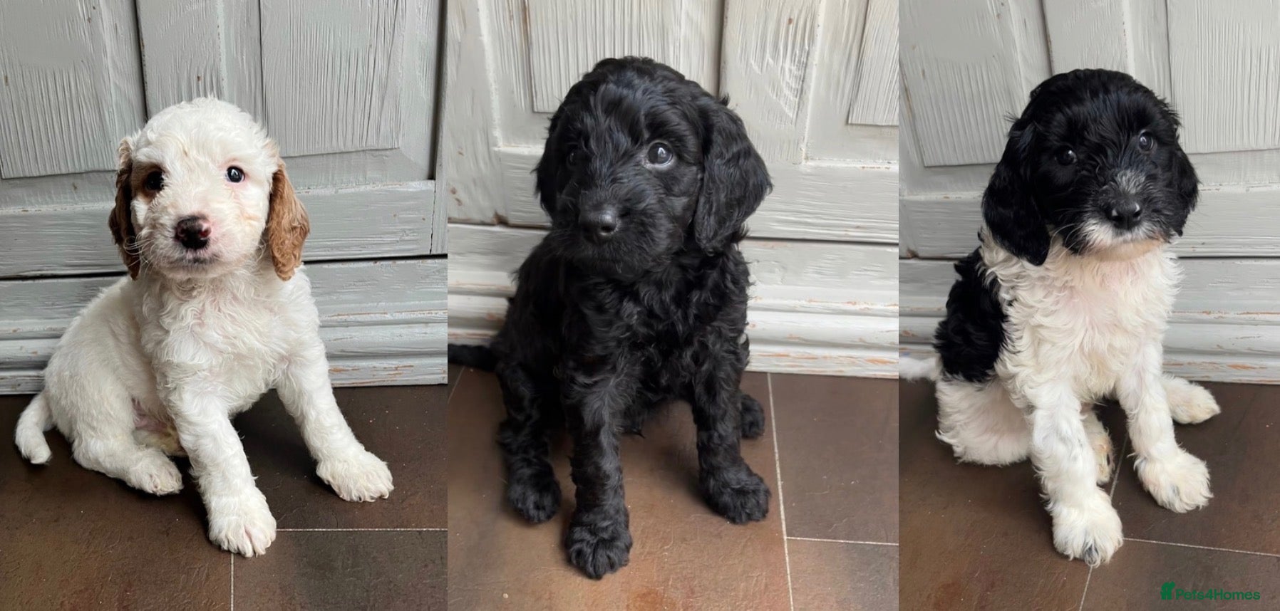 Sproodle dogs Beautiful F2 Springer-Poodle Cross Pups - Advert 7