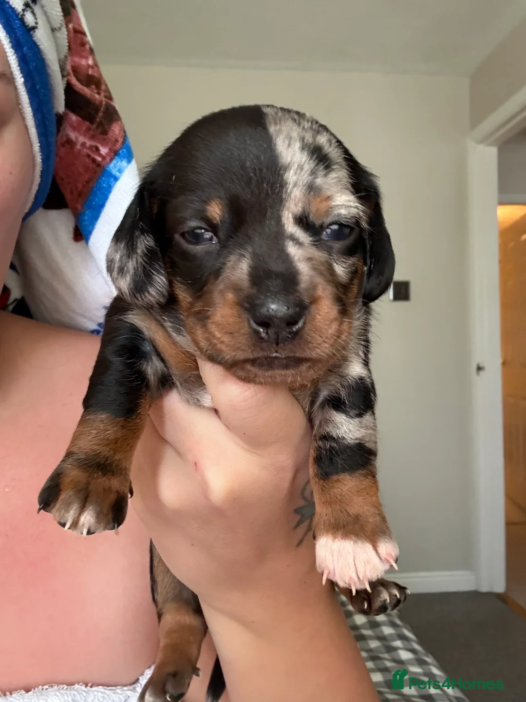 Miniature Dachshund dogs for sale: Three beautiful miniature Dachshund girls  in Hull - Advert 7