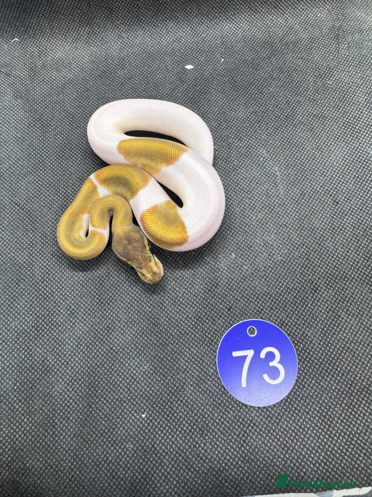 Python Snake reptiles Royal python hatchlings from £30 - Advert 16