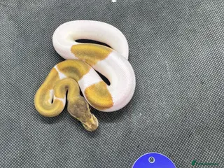 Python Snake reptiles Royal python hatchlings from £30 - Advert 16