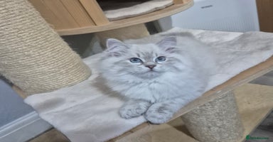 Siberian cats - Advert 4