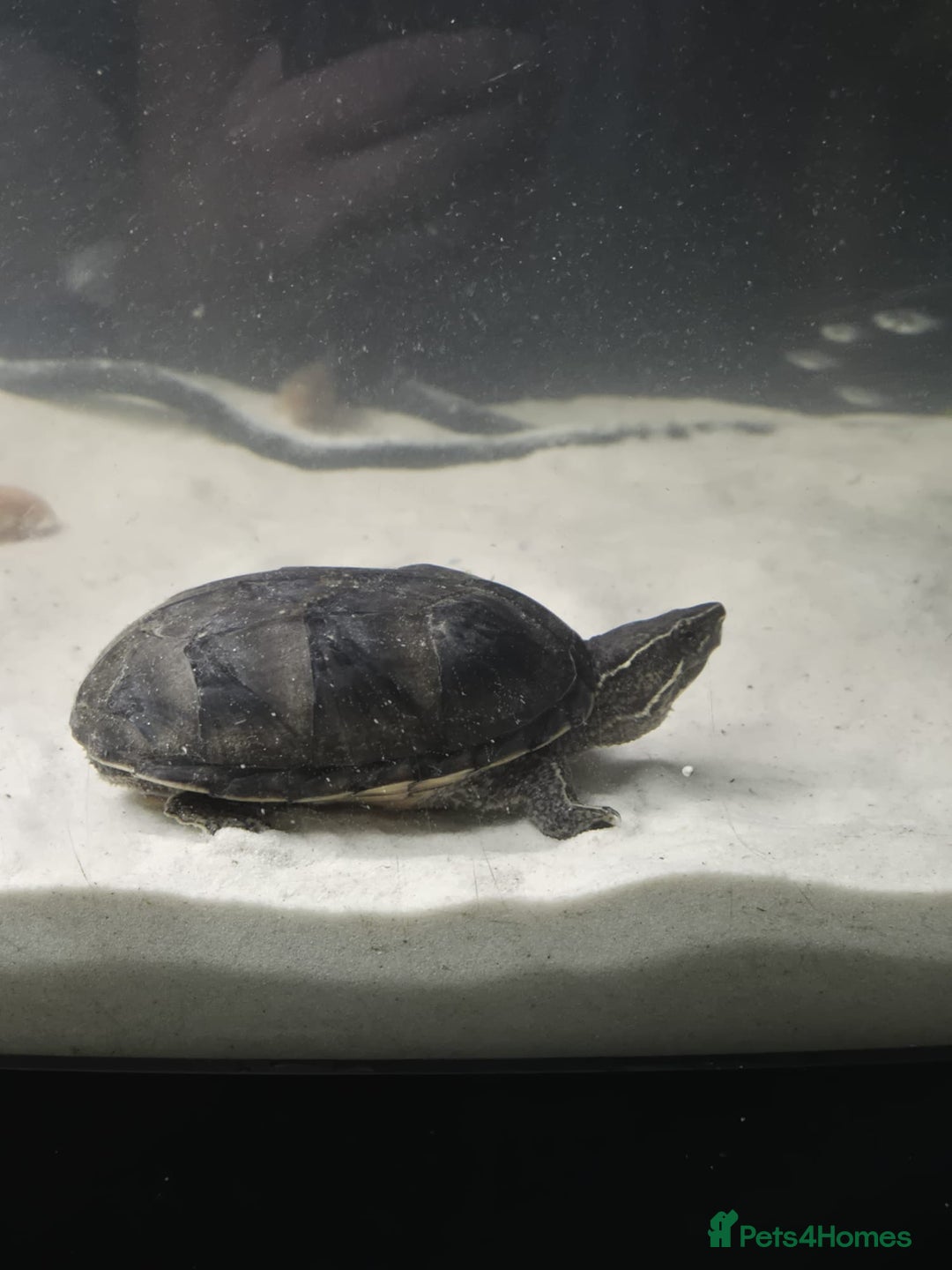 Other/Mixed Breed fish for sale: Fluvel fish tank complete set up  - Advert 7