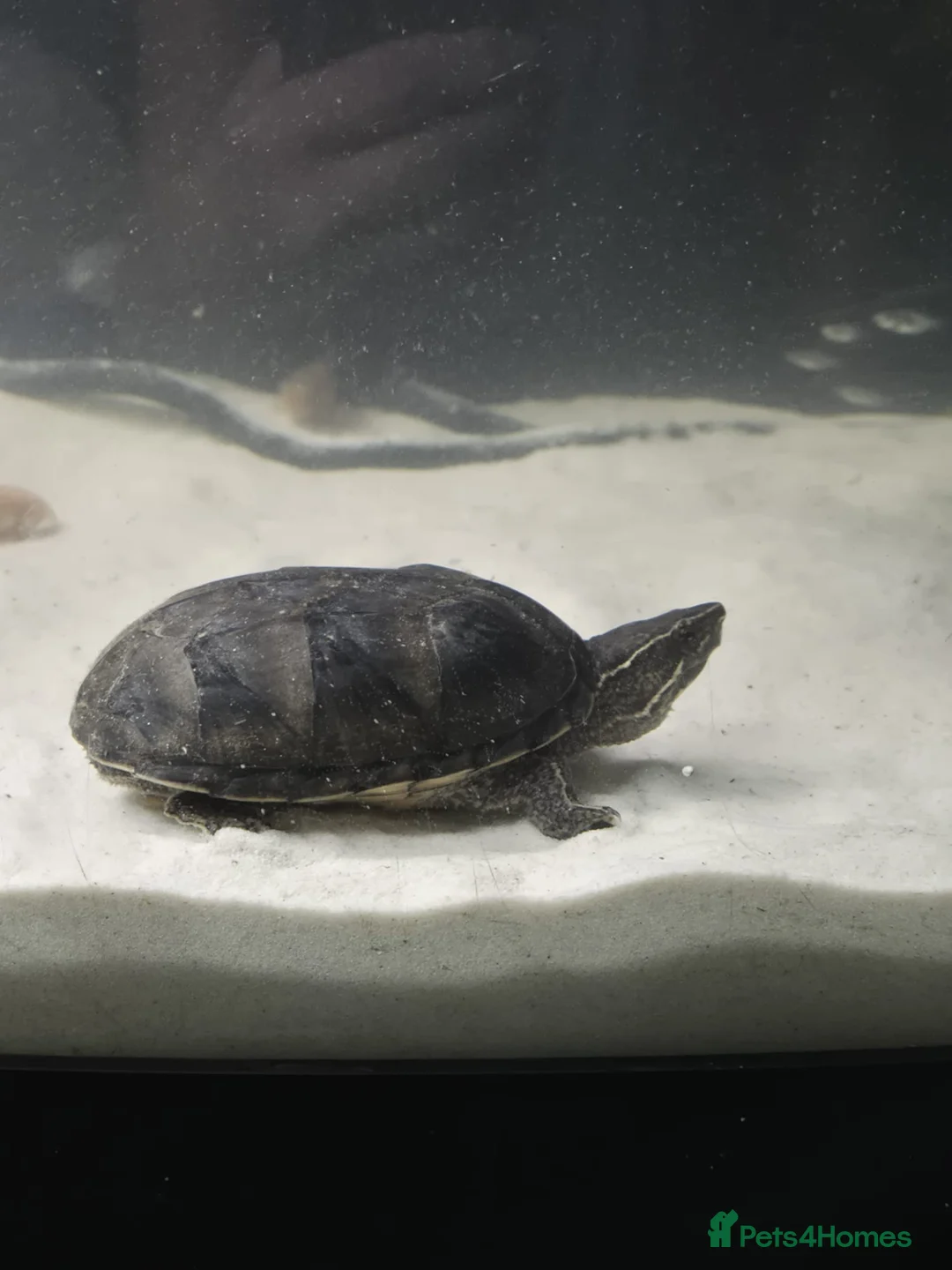 Other/Mixed Breed fish for sale: Fluvel fish tank complete set up  - Advert 7