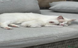 Ragdoll cats for sale: Rarest colour pedigree Ragdoll kittens - Image 22