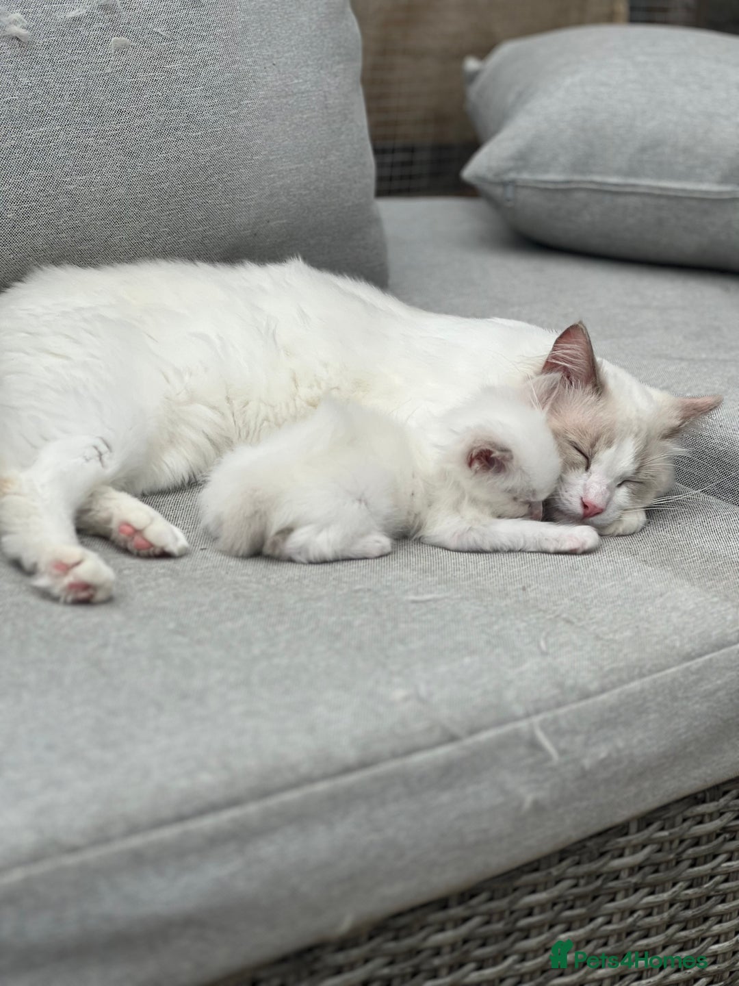 Ragdoll cats for sale: Rarest colour pedigree Ragdoll kittens - Image 22