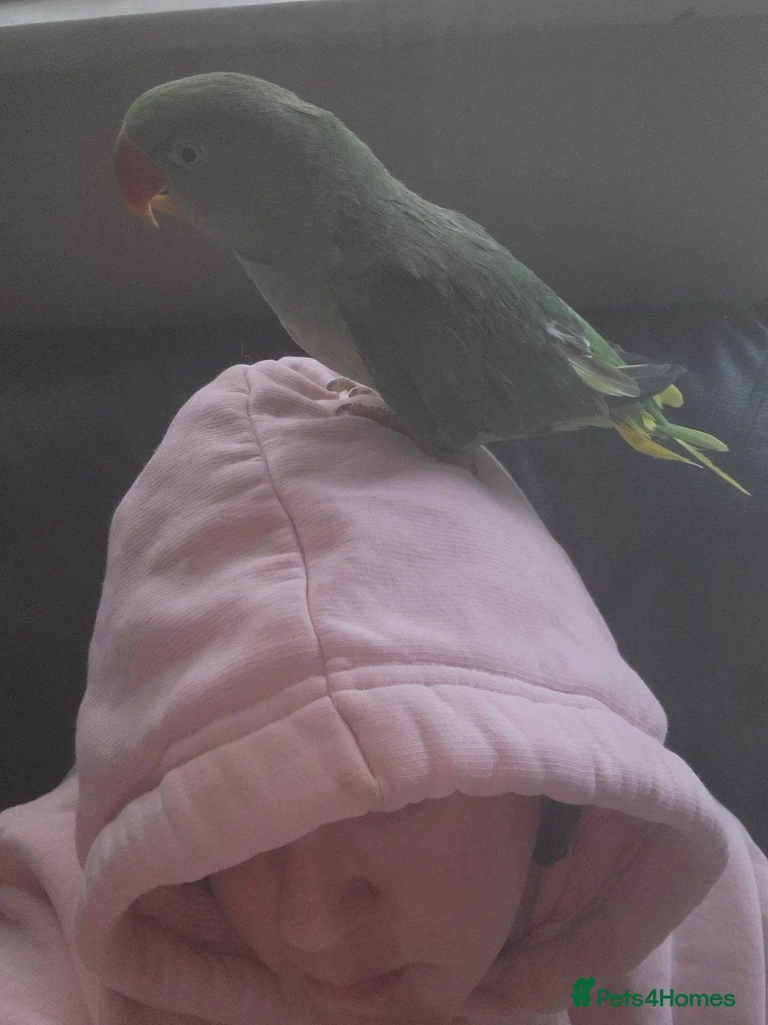 Parrots birds for sale: Alexandrine - Advert 2