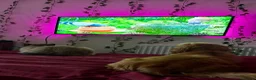 Ragdoll cats for adoption: OPHELIA & TOBY (Separately)  - Advert 16